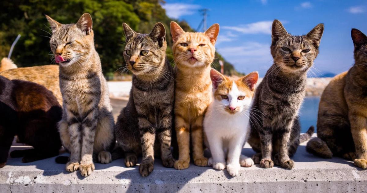 La isla de los gatos