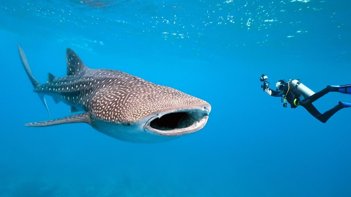 Tiburón Ballena