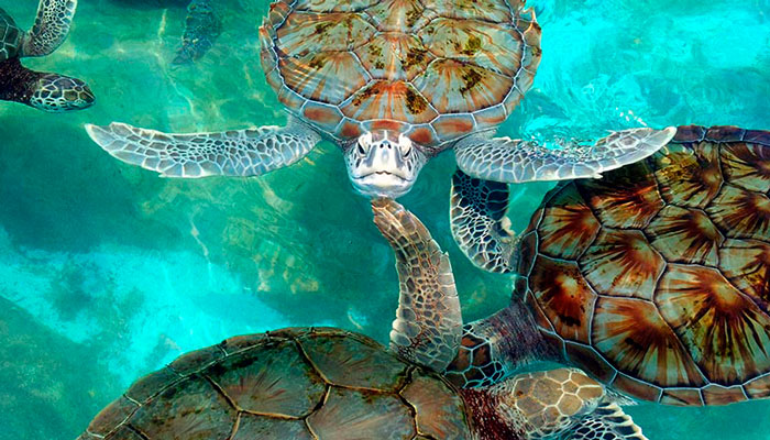 Temporada de Tortugas Marinas: Mayo a Septiembre
