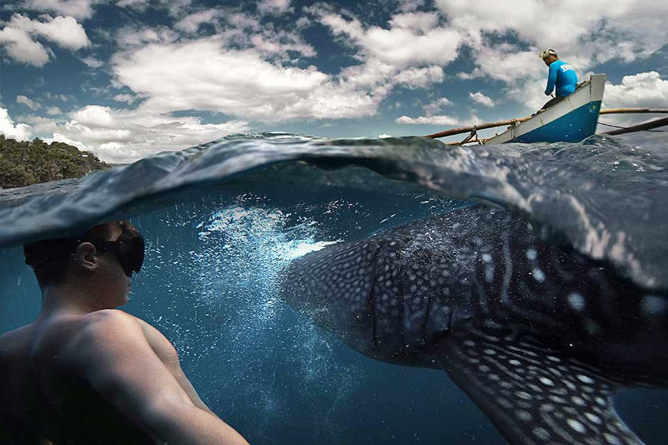 Nadar con Tiburones Ballena