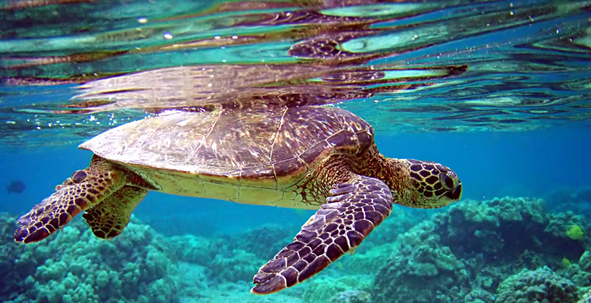 Encuentro con Tortugas Marinas